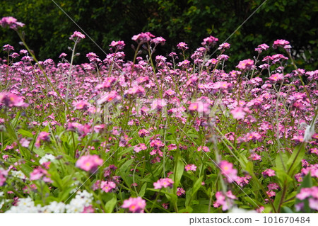 Forget-me-nots. Myosotis flowering pink plants in the family Boraginaceae. Forget-me-nots or scorpion grasses. Myosotis alpestris flowers for decorating lawns and flower beds. Garden landscape. Forget-me-nots. Myosotis flowering pink plants in the family Boraginaceae. Forget-me-nots or scorpion grasses. Myosotis alpestris flowers for decorating lawns and flower beds. Garden landscape. 101670484