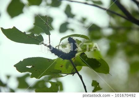 Lymantria dispar caterpillars at sunset 101670492