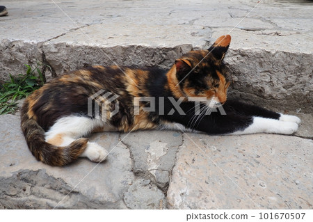 Dubrovnik, Croatia, August 14, 2022. A tricolor cat with black-red-white fur sleeps quietly on stone steps and squints, then wakes up, wiggles its ears and looks away. Local cats of Dubrovnik Dubrovnik, Croatia, August 14, 2022. A tricolor cat with black-red-white fur sleeps quietly on stone steps and squints, then wakes up, wiggles its ears and looks away. Local cats of Dubrovnik 101670507
