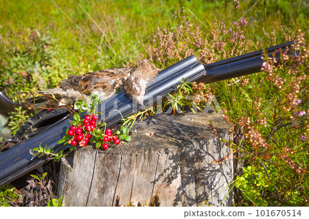 hunting hazel grouse bird 101670514