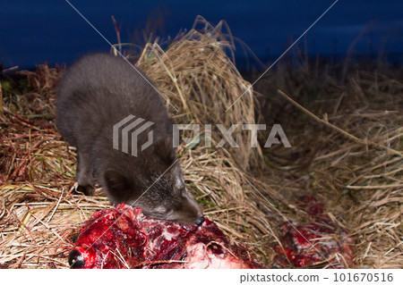 Blue foxes come at night to devour carcasses of seals 101670516