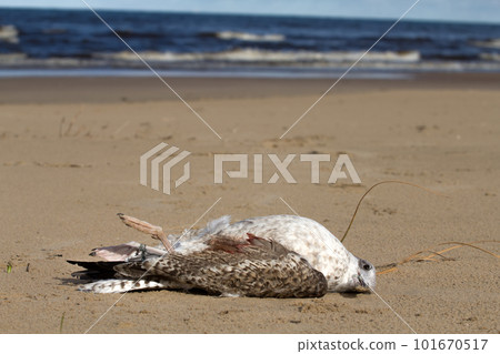 seagull dies in a trap from the thrown line seagull dies in a trap from the thrown line 101670517