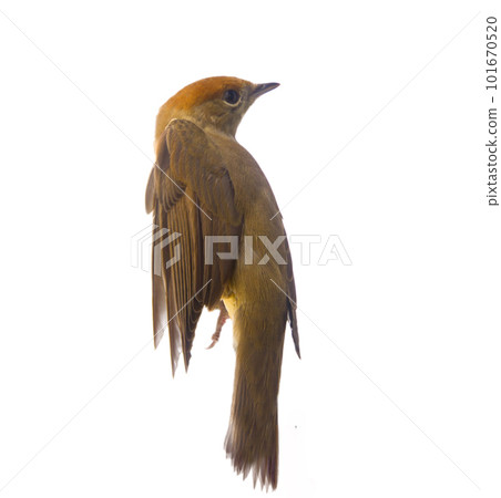 bird isolated on a white background (Black-cap) bird isolated on a white background (Black-cap) 101670520