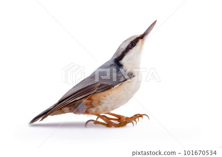 nuthatch Sitta europaea on a white background nuthatch Sitta europaea on a white background 101670534