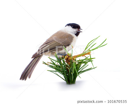 Willow tit Parus montanus on a white background 101670535