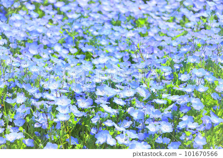 漂亮的藍色 nemophila 遍地開花 漂亮的藍色 nemophila 遍地開花 101670566