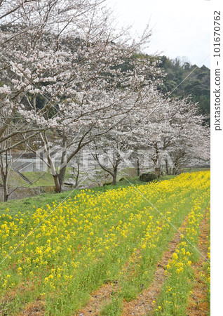 Rape blossoms and cherry blossoms at Lake Komeizumi 101670762
