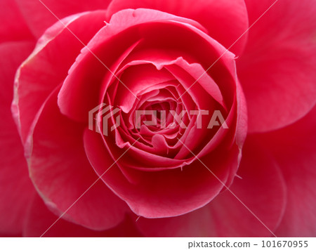 Red camellia blooming in March "Valentine's Day" Red camellia blooming in March "Valentine's Day" 101670955