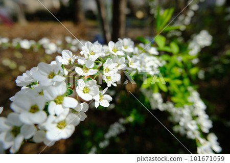 Spiraea thunbergii flowers blooming in the park Spiraea thunbergii flowers blooming in the park 101671059