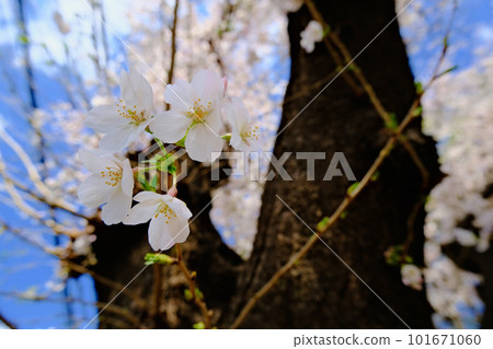 Cherry blossoms and sprouts Cherry blossoms and sprouts 101671060