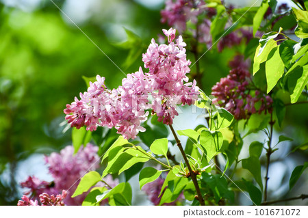 Lilac Lilac 101671072