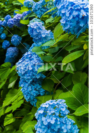 Early summer in the ancient capital of Kamakura Hydrangea at Meigetsu-in (hydrangea temple) 101671360