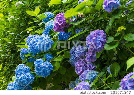 鎌倉古都紫陽花的初夏明月院（紫陽花寺） 101671547