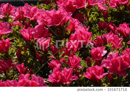 現在盛開的紅杜鵑花 現在盛開的紅杜鵑花 101671718