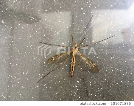 Close up of mosquito on natural stone surface 101671886
