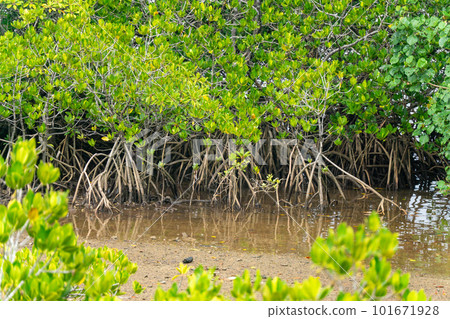 Mangrove in Iriomote Island Mangrove in Iriomote Island 101671928