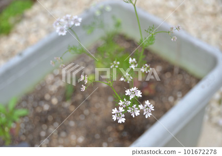 香菜花開 香菜花開 101672278