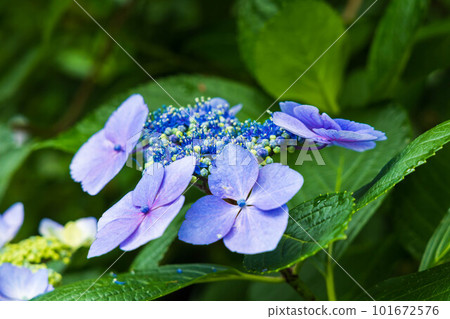 鎌倉古都紫陽花的初夏明月院（紫陽花寺） 101672576