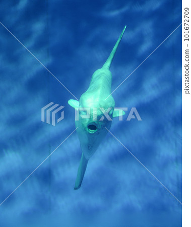 茨城縣常陸那珂市大洗水世界的海水魚 茨城縣常陸那珂市大洗水世界的海水魚 101672709