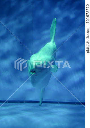 茨城縣常陸那珂市大洗水世界的海水魚 101672710