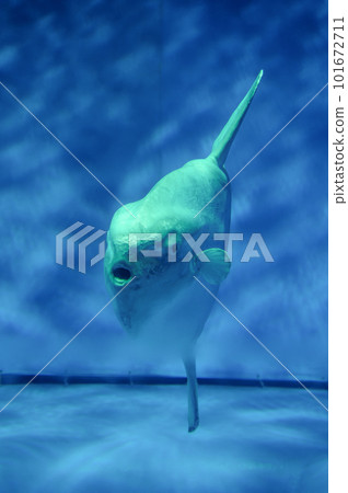 茨城縣常陸那珂市大洗水世界的海水魚 101672711