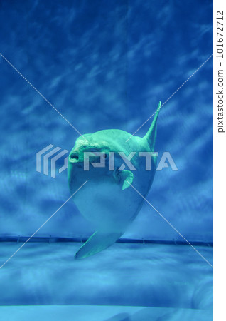 茨城縣常陸那珂市大洗水世界的海水魚 茨城縣常陸那珂市大洗水世界的海水魚 101672712