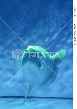 茨城縣常陸那珂市大洗水世界的海水魚 101672713