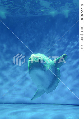 茨城縣常陸那珂市大洗水世界的海水魚 茨城縣常陸那珂市大洗水世界的海水魚 101672715