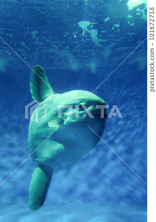 茨城縣常陸那珂市大洗水世界的海水魚 101672718