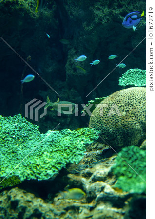 茨城縣常陸那珂市大洗水世界的海水魚 101672719