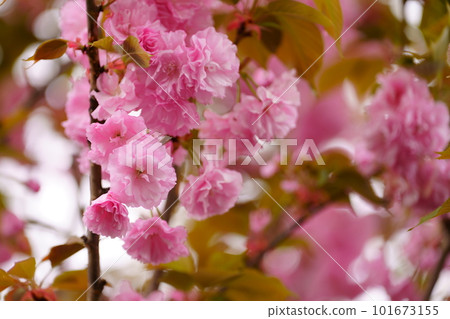 Gorgeous double cherry blossoms bloom 101673155