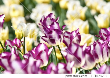 Tulip field in full bloom Tulip field in full bloom 101673292