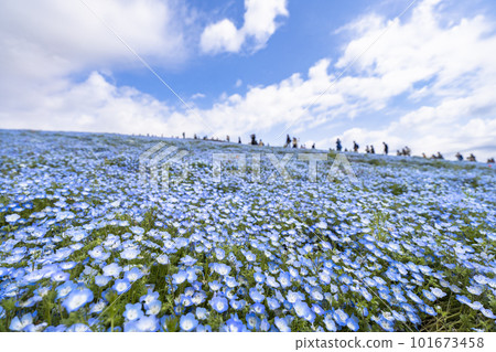 茨城縣常陸那珂市春天的常陸海濱公園，盛開的 Nemophila 101673458