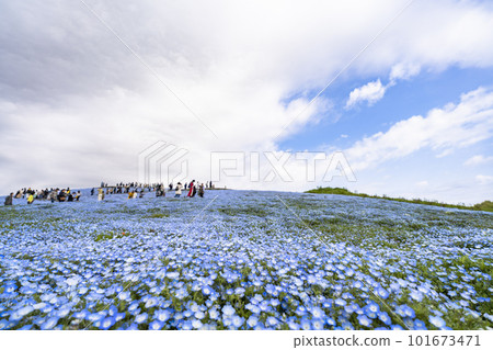 茨城縣常陸那珂市春天的常陸海濱公園,盛開的 Nemophila 茨城縣常陸那珂市春天的常陸海濱公園,盛開的 Nemophila 101673471