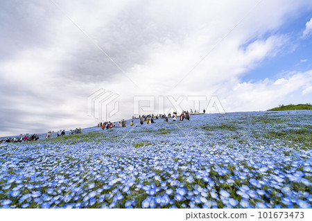 茨城縣常陸那珂市春天的常陸海濱公園,盛開的 Nemophila 茨城縣常陸那珂市春天的常陸海濱公園,盛開的 Nemophila 101673473