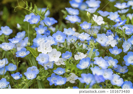 茨城縣常陸那珂市春天的常陸海濱公園,盛開的 Nemophila 茨城縣常陸那珂市春天的常陸海濱公園,盛開的 Nemophila 101673480