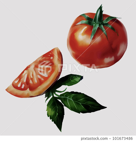 Red ripe realistic tomato and tomato slices set. Hand drawn watercolor vector illustration, isolated on white background. Fresh organic food. Red ripe realistic tomato and tomato slices set. Hand drawn watercolor vector illustration, isolated on white background. Fresh organic food. 101673486