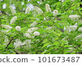 White flowers of Uwamizuzakura 101673487