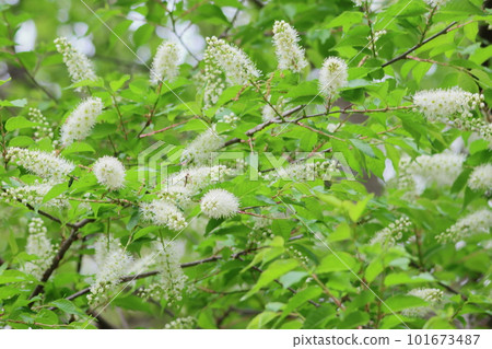 White flowers of Uwamizuzakura White flowers of Uwamizuzakura 101673487