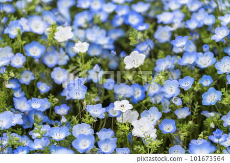 Hitachi Seaside Park in spring, Nemophila in full bloom, Hitachinaka City, Ibaraki Prefecture Hitachi Seaside Park in spring, Nemophila in full bloom, Hitachinaka City, Ibaraki Prefecture 101673564