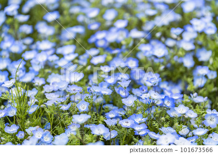 Hitachi Seaside Park in spring, Nemophila in full bloom, Hitachinaka City, Ibaraki Prefecture Hitachi Seaside Park in spring, Nemophila in full bloom, Hitachinaka City, Ibaraki Prefecture 101673566