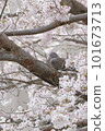 A dozing turtledove and cherry blossoms 101673713