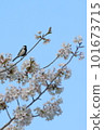 Chirping chickpeas and cherry blossoms 101673715