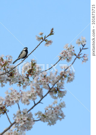 Chirping chickpeas and cherry blossoms Chirping chickpeas and cherry blossoms 101673715