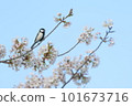 Chirping tits and cherry blossoms 101673716