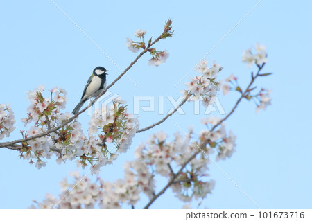 Chirping tits and cherry blossoms Chirping tits and cherry blossoms 101673716