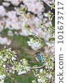 Kingfisher and wild cherry 101673717