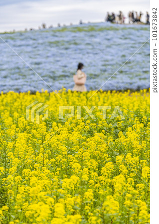 Hitachi Seaside Park in Spring: Canola flower fields in full bloom and nemophila in Hitachinaka City, Ibaraki Prefecture Hitachi Seaside Park in Spring: Canola flower fields in full bloom and nemophila in Hitachinaka City, Ibaraki Prefecture 101673842