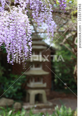 A landscape with a wisteria trellis A landscape with a wisteria trellis 101673948