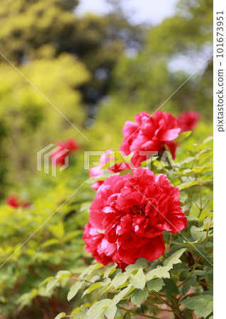 紅牡丹花 紅牡丹花 101673951